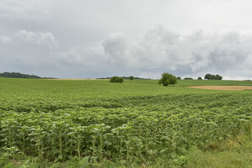 Fototapeta na wymiar Vaste champs de tournesols pas encore en fleurs par temps humide ,près de Fontaine ,au Périgord Vert