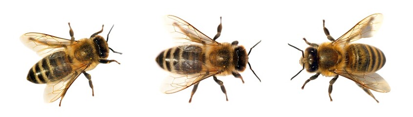 groep bijen of honingbijen op witte achtergrond, honingbijen