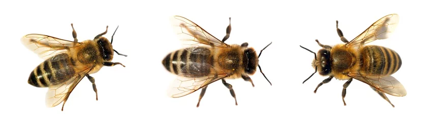 Foto op Plexiglas groep bijen of honingbijen op witte achtergrond, honingbijen © Daniel Prudek