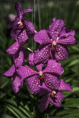 Orchidée mauve - 170148493
