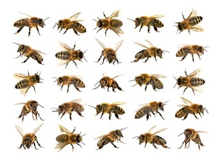 group of bee or honeybee on white background, honey bees