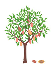 cacao tree with pink and yellow fruits on white background