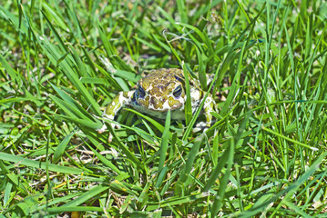 Frog lurking in the grass