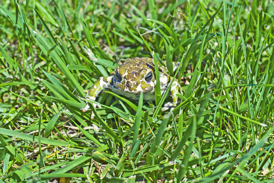 Frog lurking in the grass