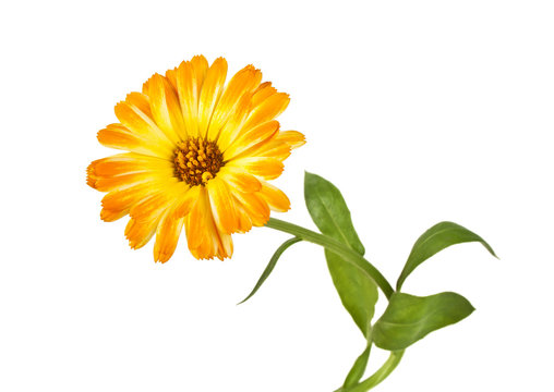 Calendula Flower Isolated On A White Background