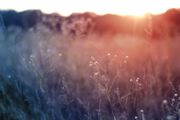Grass when sunset with retro vintage filter