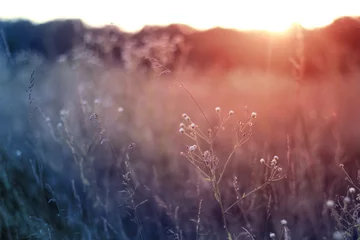 Selbstklebende Fototapete Natur Gras bei Sonnenuntergang mit Retro-Vintage-Filter