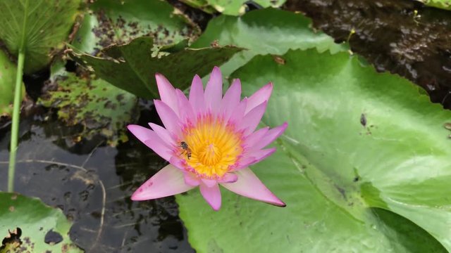 Closeup bee in lotus pink color