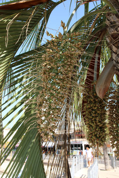 Palmenfrucht