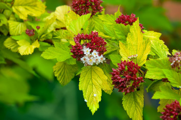 Blossoming Japanese Spiraea flower in a city garden