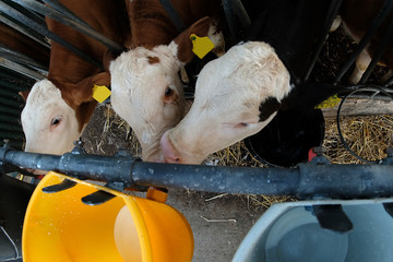 Kälber beim trinken