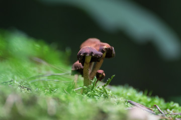 mushrooms in the forest