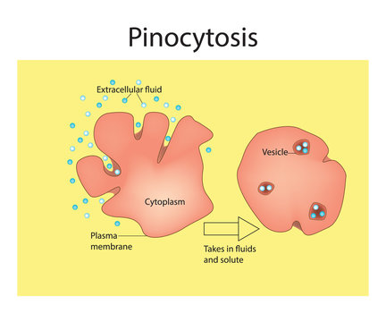 Pinocytosis. Cell Transport