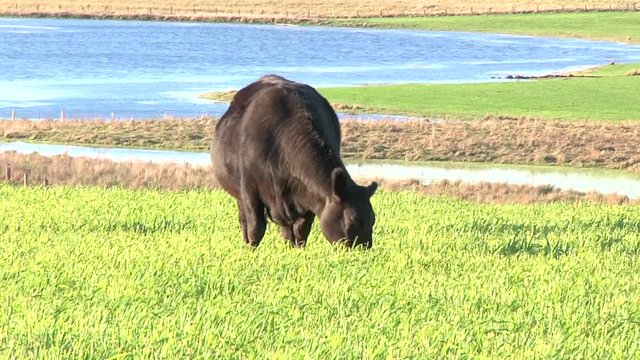 Angus cow in the field
