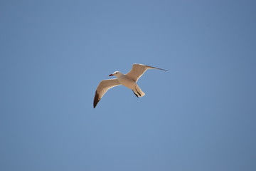 Möwe1
