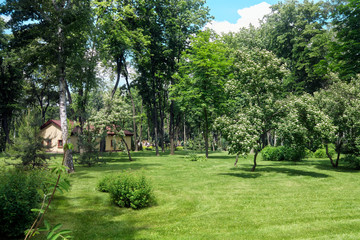 Spring Summer. Warm sunny day in the park. The sun's rays illuminate the green trees.