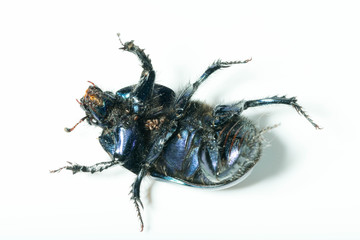 big beetle on an isolated background