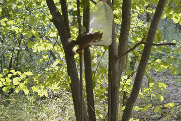 squirrel in forest