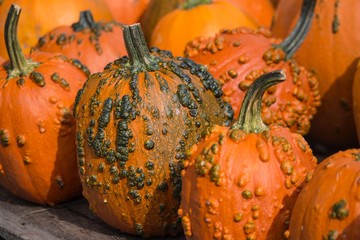 citrouilles prêtes pour l'Halloween