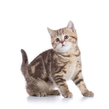 Cute scottish shorthair kitten cat isolated
