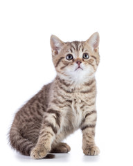 Fototapeta na wymiar Cute scottish shorthair kitten cat looks up isolated