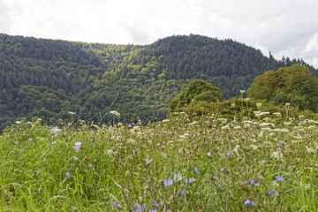 flowers on a meadow in countryside