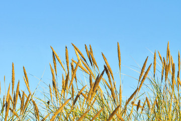 Dünengräser