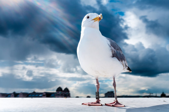 Seagull in Oslo