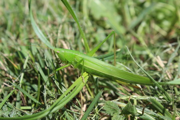 Grande sauterelle verte femelle des Alpes