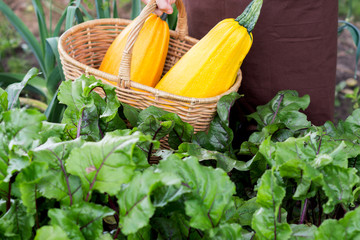 Woman carries two big yellow zucchini in the basket through the garden, harvest and gardening concept