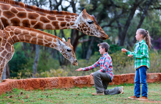Kids feeding giraffes in Africa