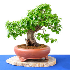 Kornelkirsche (Cornus mas) als Bonsai Baum