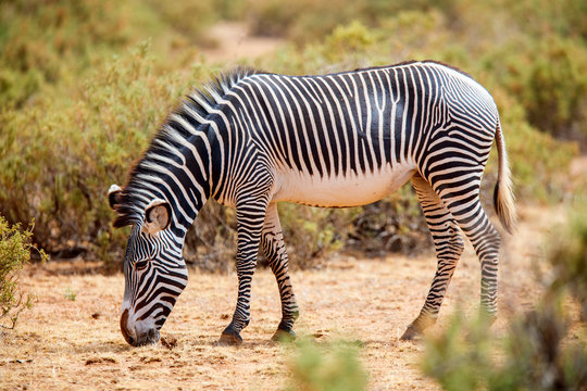 Fototapeta Grevy’s zebra in Samburu Kenya