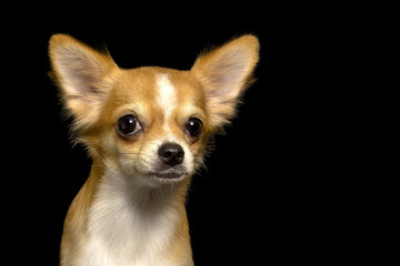 Close-up photo Chihuahua dog brown on Background Black horizontal image