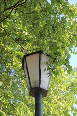 Streetlight surrounded by foliage of the tree in the park. Summer day