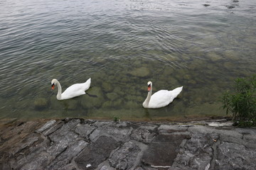 Schw&auml;ne am Ufer