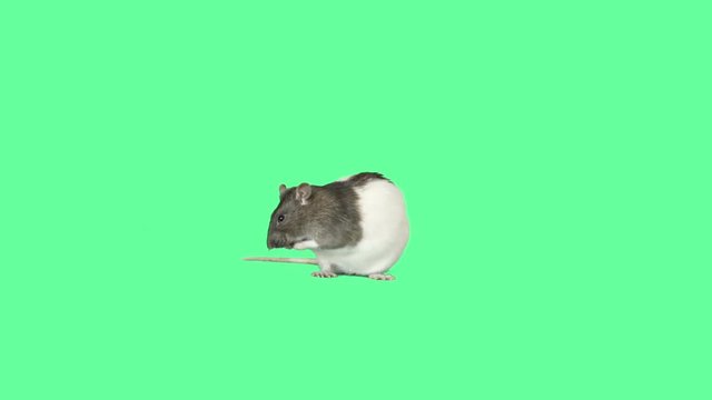 rat washing on the green screen