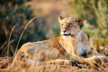 Female lion in Africa