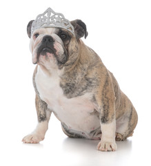 spoiled dog wearing tiara © Willee Cole