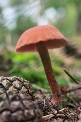 Brown mushroom in the forest