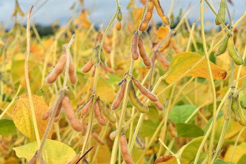 Field of ripe soybean plants