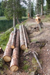 wood from cut trees at lago d antorno
