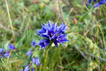 beautiful wildblue flower in blossom