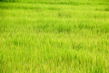 Green field with morning sun