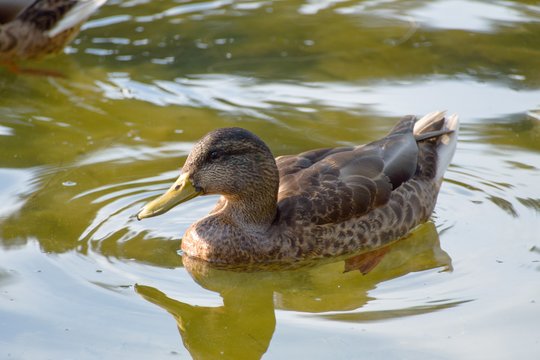 duck on a lake in the nature