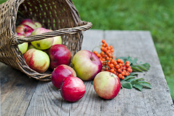 a fresh harvest of apples, farming and agriculture, the concept of autumn.