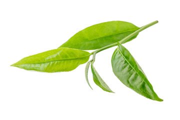 Obraz premium green tea leaf isolated on white