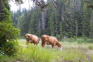 Naklejka premium Mountain scenary with grazed cows at summer day