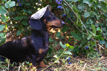 dog (puppy) in a cap, breed dachshund black tan, on a background of a tree with a ripe plum