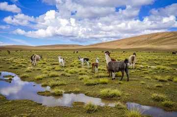 Fototapeta premium bolivie lama nature